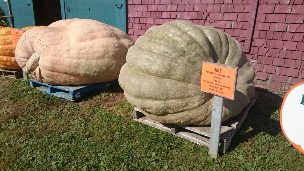 Giant Pumpkins 