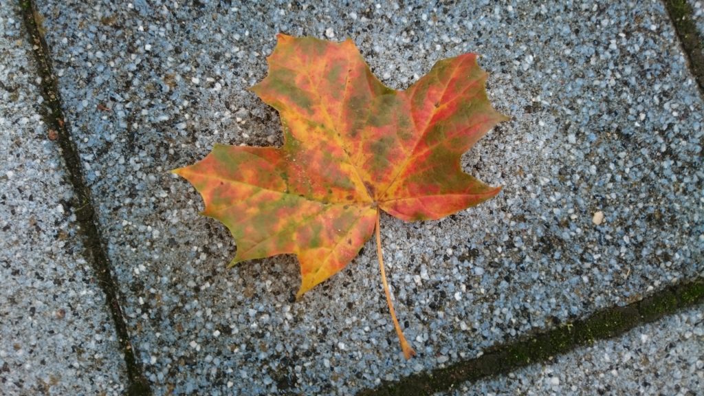 Herbst in Hamburg 